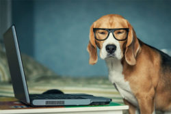 dog at work | Honor Credit Union