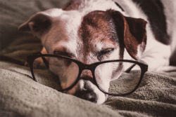 sleeping dog | Honor Credit Union