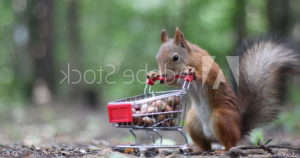 squirrel pushing small shopping cart full of acorns | Honor Credit Union