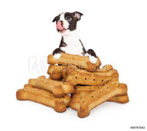 image of dog sitting on treats | Honor Credit Union