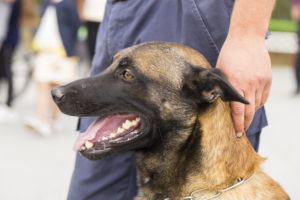 image of a k9 patrol dog on a leash with its handler | Honor Credit Union