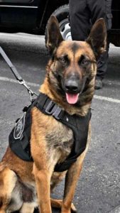 photo of patrol dog rizzo | Honor Credit Union