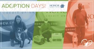image of three pets being adopted at honor credit union adoption days at berrien county adoption days in 2020 | Honor Credit Union