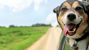 dog with its tongue sticking its head out of the window of a car | Honor Credit Union