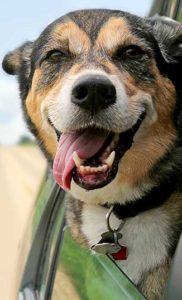 dog leaning out the window of a car | Honor Credit Union