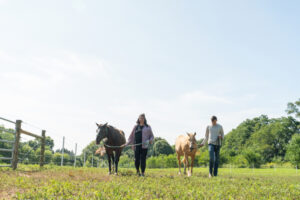 Honor member Julie and her horses | Honor Credit Union