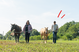 people walking horses on open land | Honor Credit Union