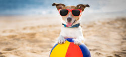 dog wearing sunglasses at the beach with front paws resting on a ball | Honor Credit Union
